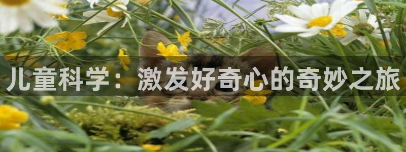 必一体育游戏玩法